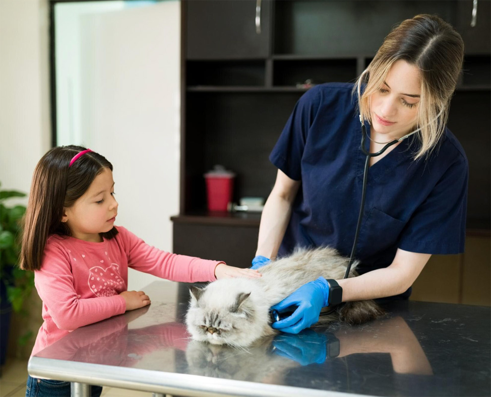 Prise en charge chat